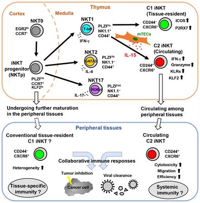 Insights into the heterogeneity of iNKT cells: tissue-resident and circulating subsets shaped by local microenvironmental cues